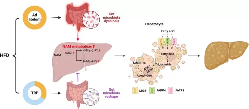 TRF Influences Gut Microbiota and NAFLD